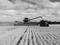 Grain_2
