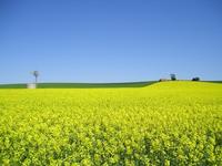 Canola_crop_small